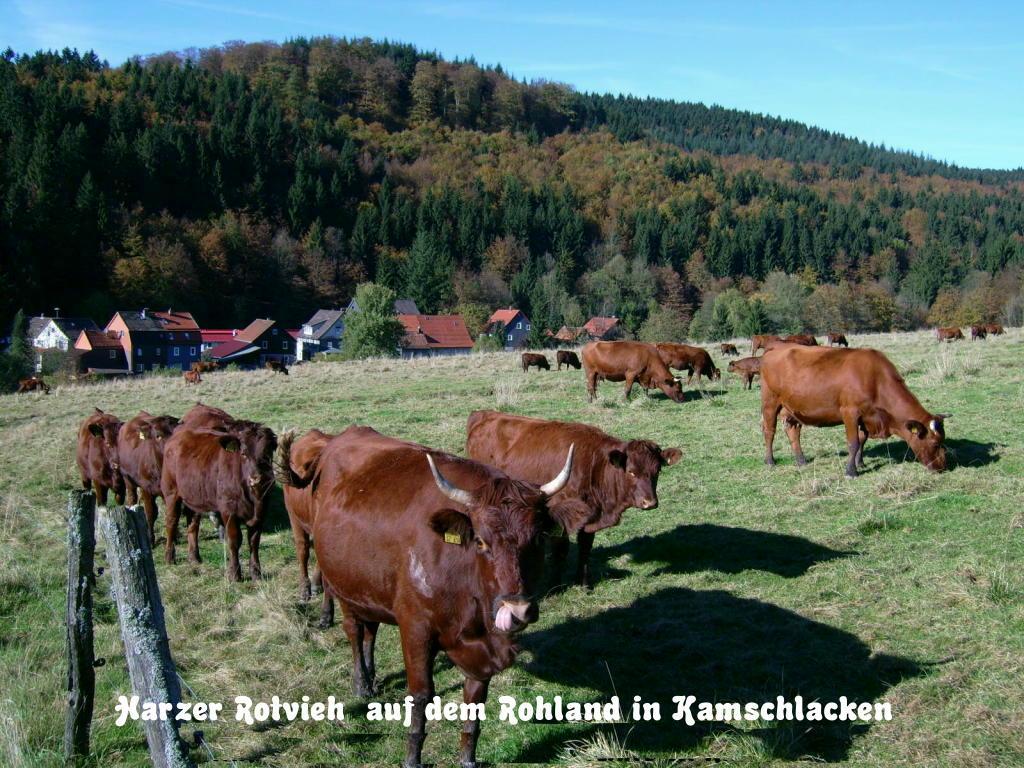 Gaestehaus Buendge Kamschlacken Экстерьер фото